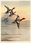 Archibald Thorburn Wall Art - Wigeon Over the Estuary